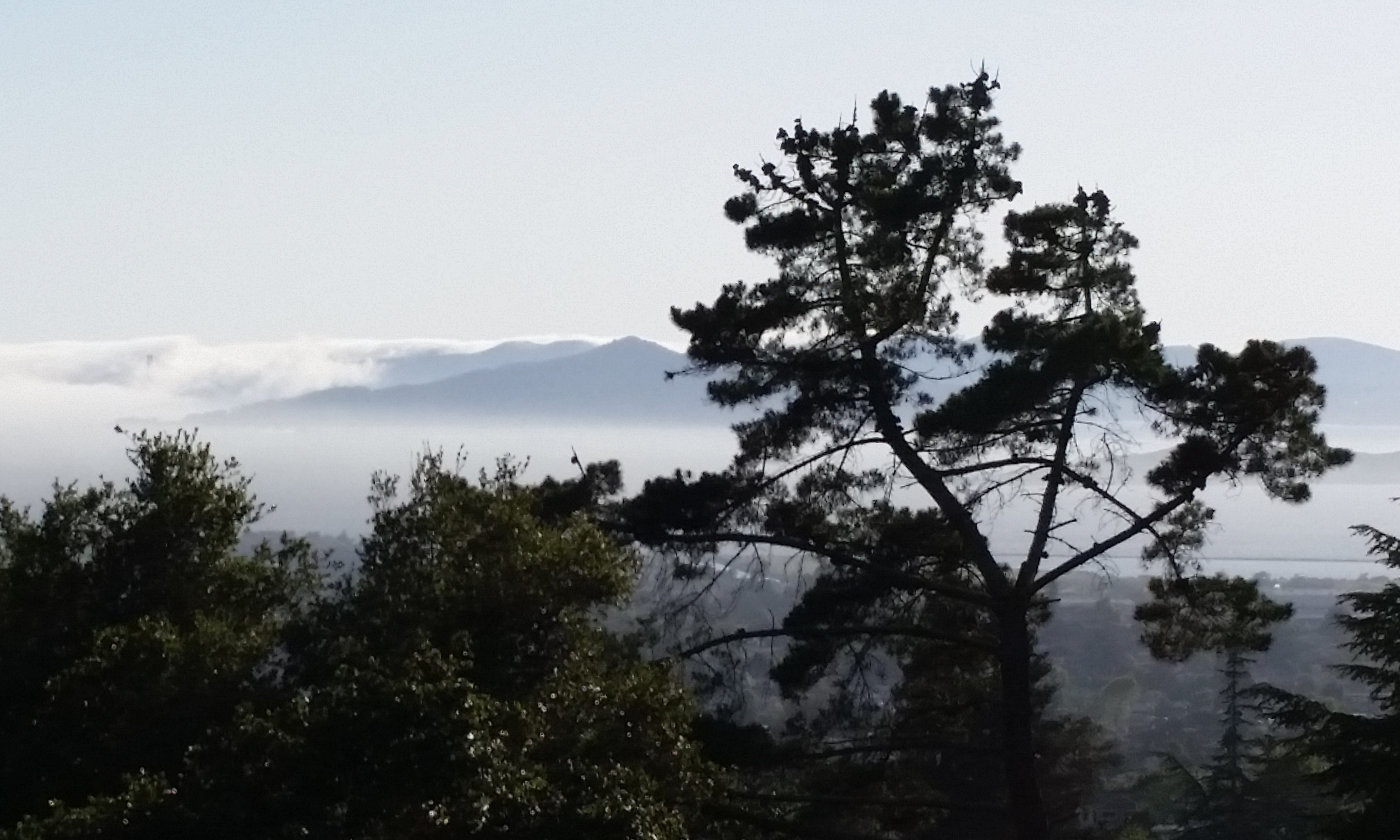 Angel Island through the trees