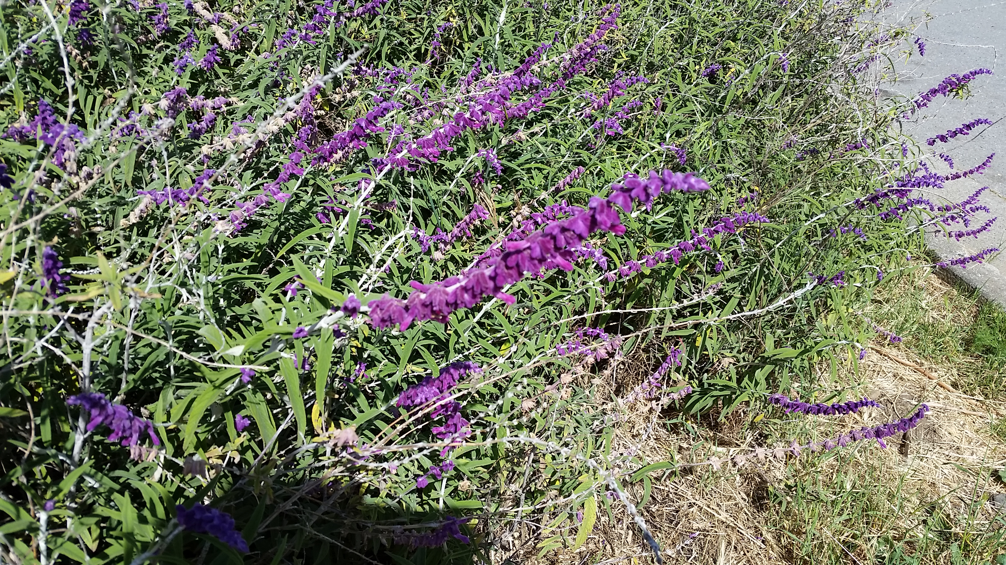 Lupine near Schmidt Lane