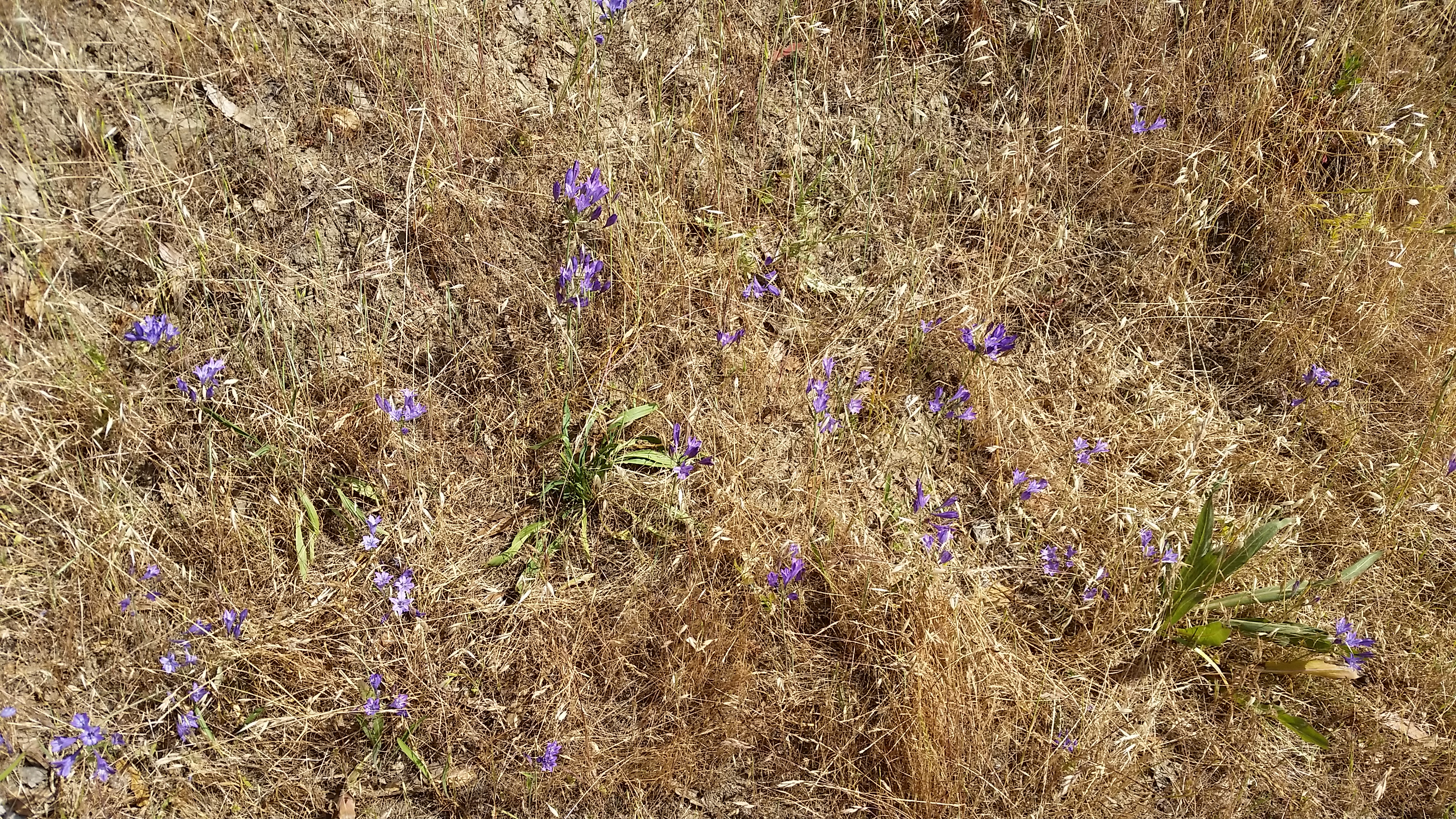 Wildflowers