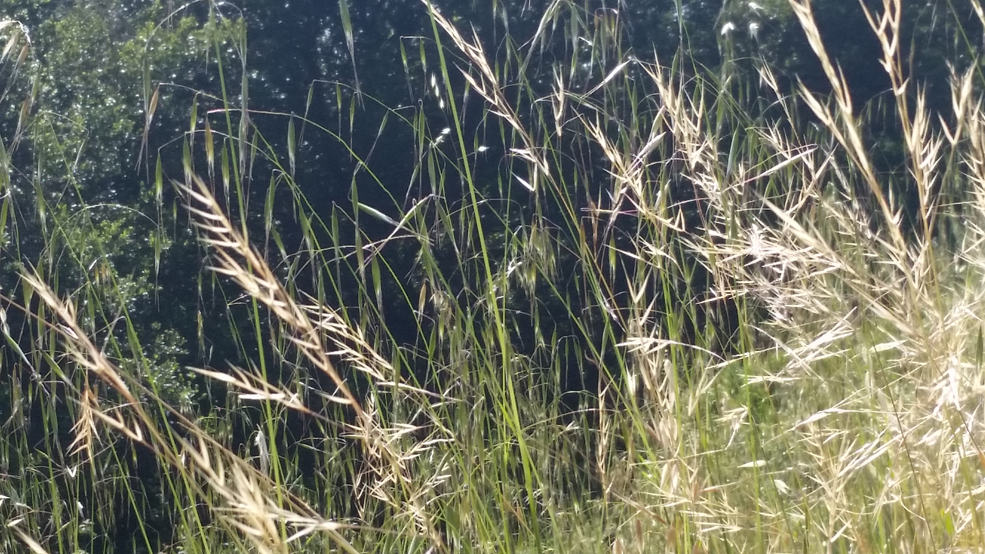 Purple Needlegrass