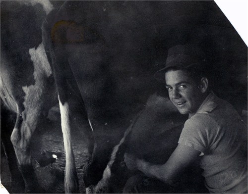 Bob Miner milking