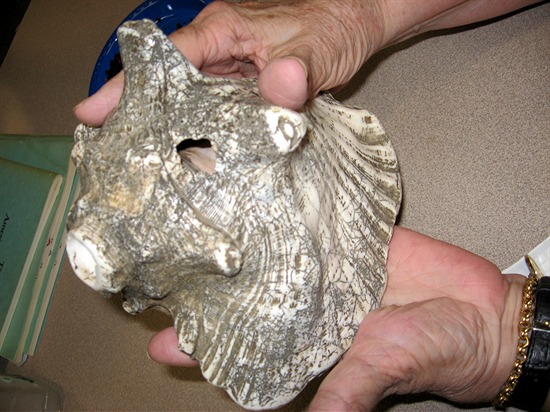 Martin Dubois'  Bugle/ Shell