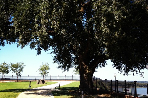 Natchez Bluff Park
