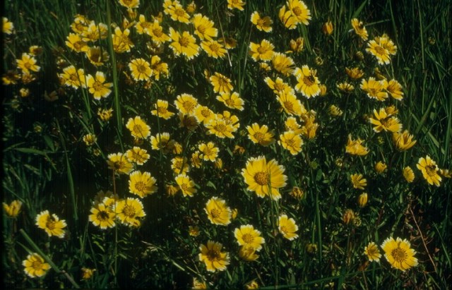 Layia chrysanthemoides -Tidy-tips