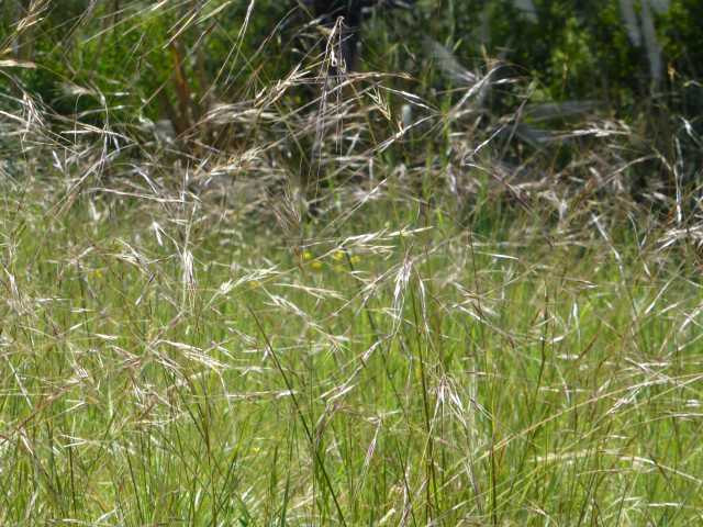 Purple Needle Grass in Madera Open Space