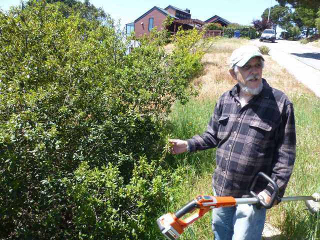 Jim McKissock shows off one of the largest coffeeberry plants in the El Cerrito hills.