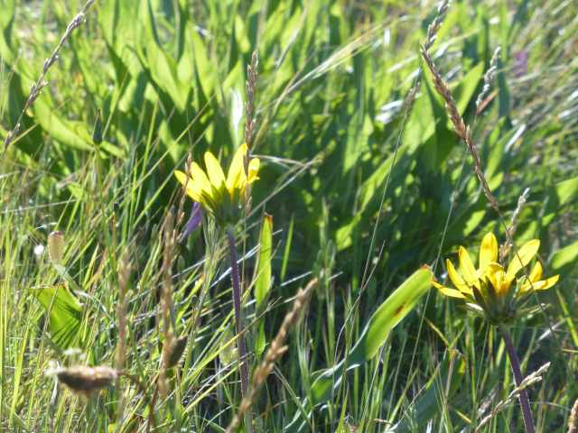 Wyethia angustifolia narrow leafed mule ears