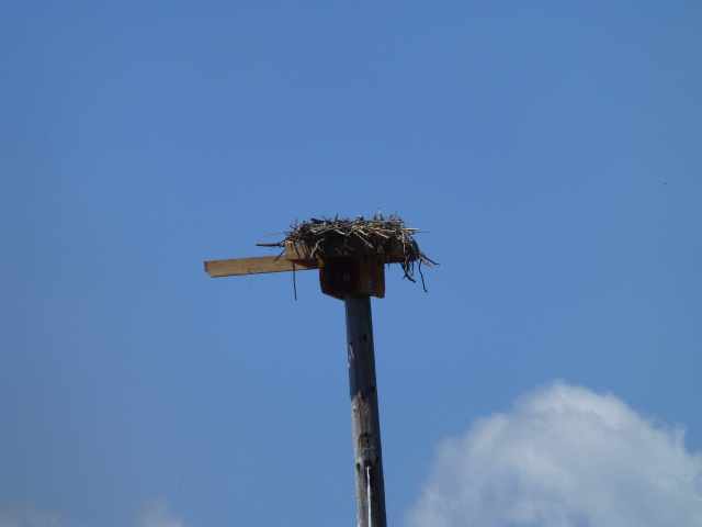 Point Molate Osprey Nest