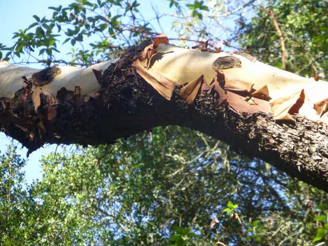 Madrone Limb Over Havey Canyon Trail