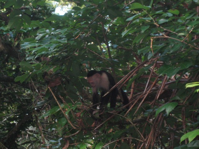 White Faced Capuchin