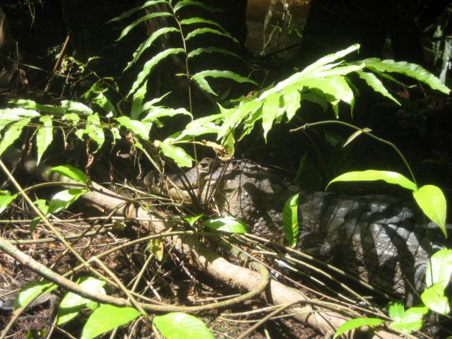 Caiman in the Weeds