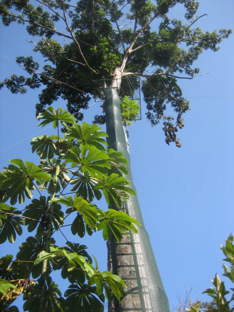 Tortuguero Canopy and Zip Line