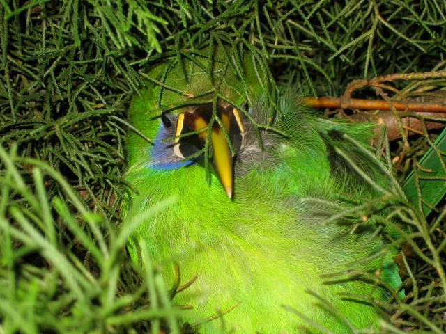 Tucanett on Night Hike