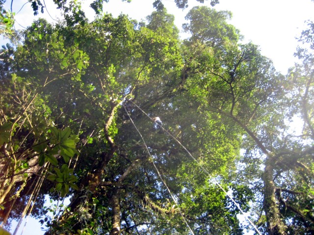 Rappelling in the Rainforest