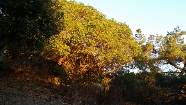 Live Oak at Sunset